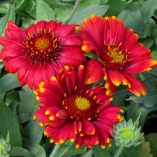 Image result for Gaillardia