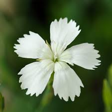 Attēlu rezultāti vaicājumam “Dianthus deltoides bud”