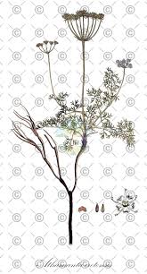 Attēlu rezultāti vaicājumam “Astrantia major fruit”