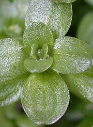 Attēlu rezultāti vaicājumam “Callitrichaceae”