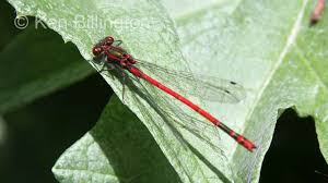 Attēlu rezultāti vaicājumam “Pyrrhosoma nymphula”