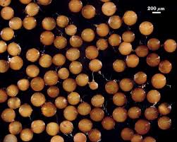 Attēlu rezultāti vaicājumam “Lycogala persicum spores”