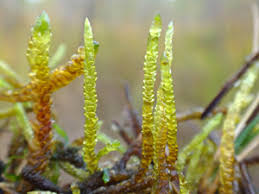 Attēlu rezultāti vaicājumam “Calliergon trifarium”