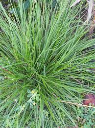 Attēlu rezultāti vaicājumam “Deschampsia cespitosa bud”