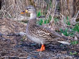 Attēlu rezultāti vaicājumam “Anas platyrhynchos female”