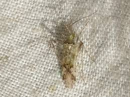 Attēlu rezultāti vaicājumam “Phytocoris longipennis”