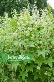 Attēlu rezultāti vaicājumam “Echinocystis lobata flower”