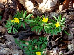 Attēlu rezultāti vaicājumam “Anemone ranunculoides bud”