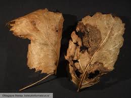 Attēlu rezultāti vaicājumam “Ochropsora ariae”