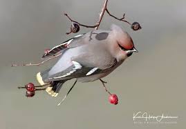 Attēlu rezultāti vaicājumam “Bombycilla garrulus adult”