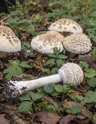 Attēlu rezultāti vaicājumam “Macrolepiota rhacodes var. bohemica”