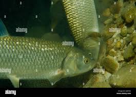 Image result for Squalius cephalus cavedanus