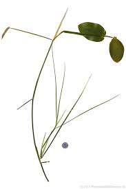 Attēlu rezultāti vaicājumam “Potamogeton natans leaf”