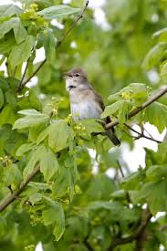 Attēlu rezultāti vaicājumam “Sylvia borin adult”
