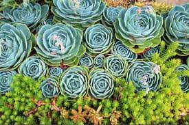 Attēlu rezultāti vaicājumam “Sedum rupestre”