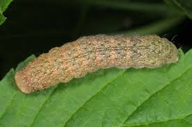 Attēlu rezultāti vaicājumam “Mniotype satura”