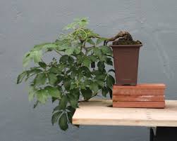 Image result for parthenocissus bonsai
