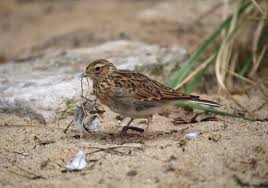 Image result for Alauda arvensis