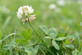 Attēlu rezultāti vaicājumam “Trifolium repens flower”