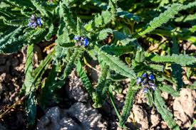 Attēlu rezultāti vaicājumam “Anchusa arvensis”