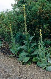 Attēlu rezultāti vaicājumam “Verbascum”