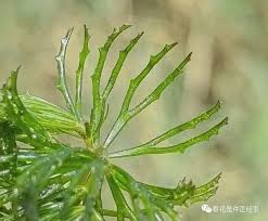 「金魚藻」的圖片搜尋結果