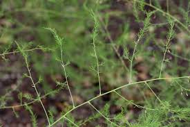 Attēlu rezultāti vaicājumam “Asparagus officinalis”