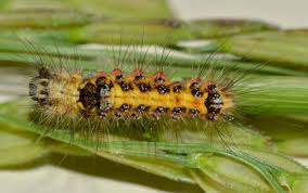 Attēlu rezultāti vaicājumam “Euproctis similis larva”