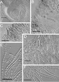 Attēlu rezultāti vaicājumam “Hypocrea pulvinata”