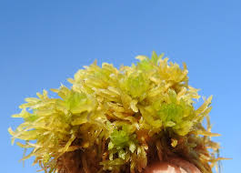 Attēlu rezultāti vaicājumam “Octospora splachnophila”