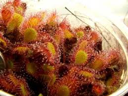 Attēlu rezultāti vaicājumam “Drosera x obovata”