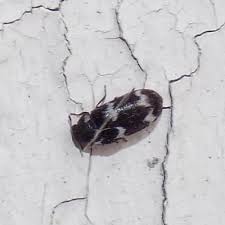 Attēlu rezultāti vaicājumam “Megatoma undata”