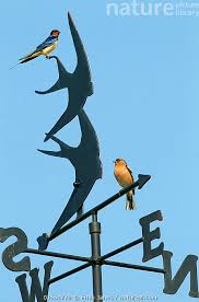 Attēlu rezultāti vaicājumam “Hirundo rustica adult”