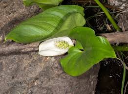 Attēlu rezultāti vaicājumam “Calla palustris leaf”