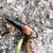Attēlu rezultāti vaicājumam “Tachyporus sp.”