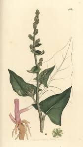 Attēlu rezultāti vaicājumam “Chenopodium bonus-henricus”