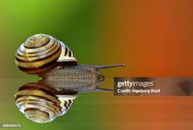 Attēlu rezultāti vaicājumam “Helicidae”