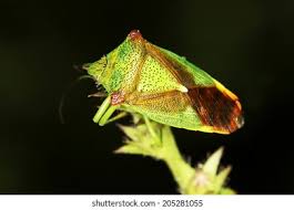 Attēlu rezultāti vaicājumam “Acanthosoma haemorrhoidale imago”