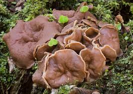 Attēlu rezultāti vaicājumam “Discina perlata”