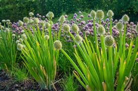 Résultat de recherche d'images pour "Allium fistulosum"