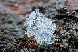 Attēlu rezultāti vaicājumam “Ceratiomyxa fruticulosa sessile”