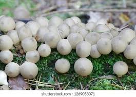 Attēlu rezultāti vaicājumam “Lycoperdon pyriforme young”