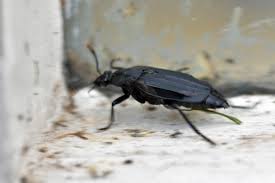 Attēlu rezultāti vaicājumam “Necrodes littoralis”