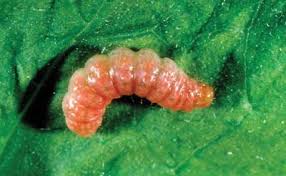 Attēlu rezultāti vaicājumam “Aphelia paleana larva”