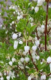 Attēlu rezultāti vaicājumam “Enkianthus chinensis flower”