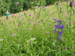 Attēlu rezultāti vaicājumam “Centaurea phrygia”