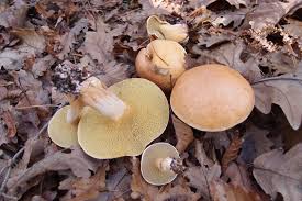 Attēlu rezultāti vaicājumam “Suillus bovinus”