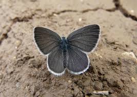 Attēlu rezultāti vaicājumam “Cupido minimus female”