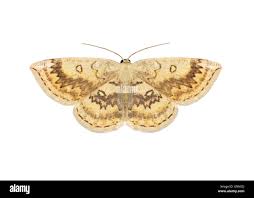 Attēlu rezultāti vaicājumam “Cyclophora annularia”