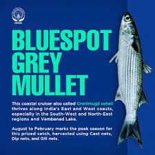 Image result for Crenimugil seheli